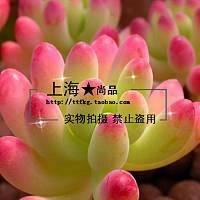 特价室内盆栽仙人花卉虹之玉迷你桌面多肉植物