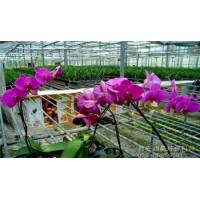 子材料产品花卉大棚