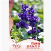 盆栽花卉蓝花鼠尾草种子