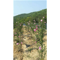 广西花卉园艺场