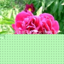 培育花卉苗木是我乡的传统产业