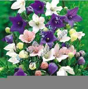 花卉种子桔梗种子混色装
