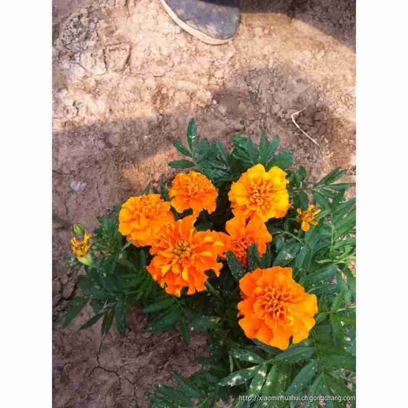 青州花卉苗木市场