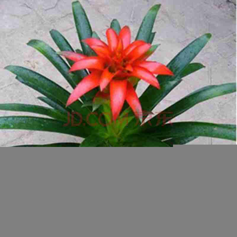 盆栽花卉凤梨大型花卉