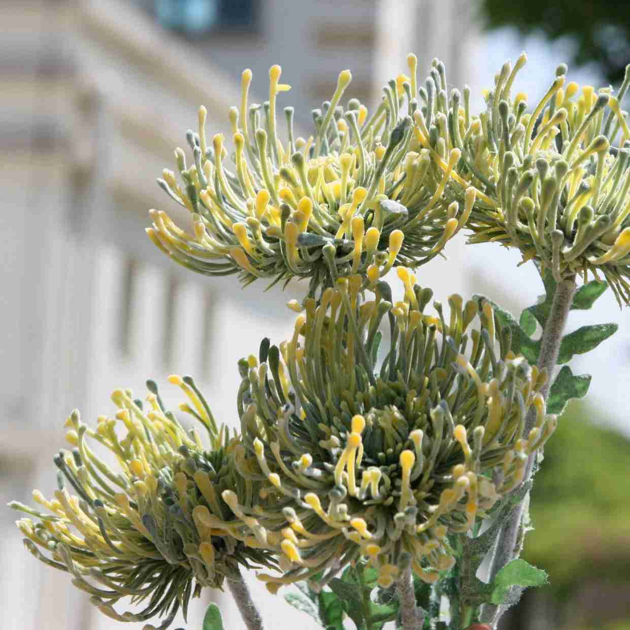 优雅落地花卉万代兰仿真花