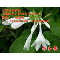 辽宁宿根花卉东北宿根花卉