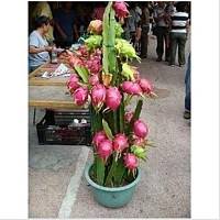 花大授粉强花卉