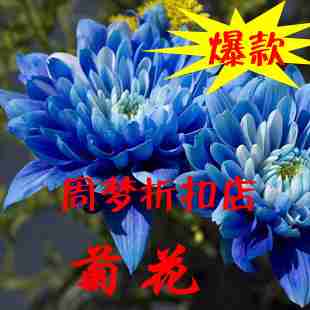 四季菊花盆栽花卉植物