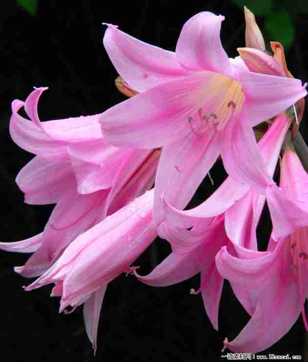 荷兰进口盆栽花卉百合花种球香水百合种根苗