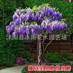 美丽爬藤植物花卉多花紫藤