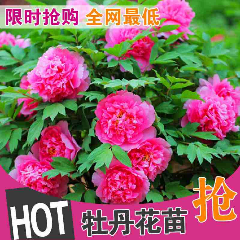 精品牡丹室内花卉绿植盆栽