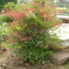 观花观果植物花卉