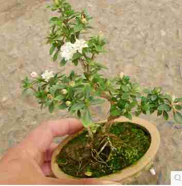 苗圃实拍室内花卉办公桌绿植