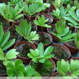 出售室内盆栽高档花卉