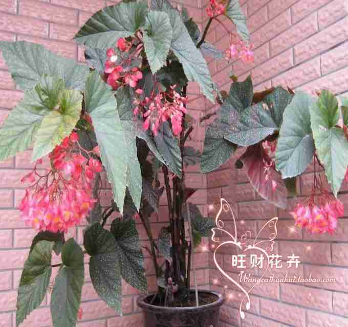 盆栽花卉四季都开花的植物