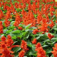 供应各种草花草花花卉