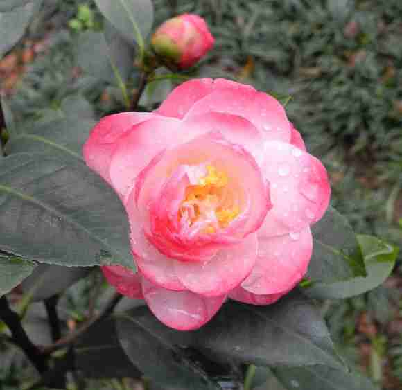 稀有花卉品牌_正品稀有花卉厂家直销