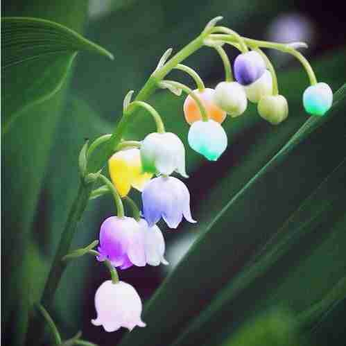 家居桌面盆栽观花植物花卉
