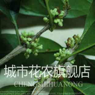 多图绿色花卉怎么样