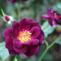 红掌等各种花卉苗木