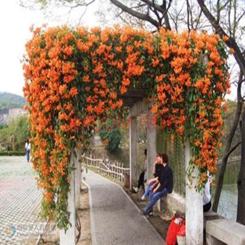 攀援花卉绿植盆栽庭院