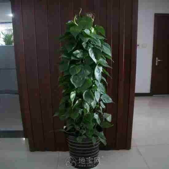 厅办公室内酒店花卉吸甲醛