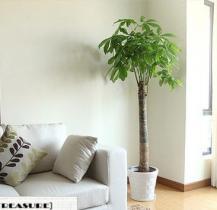 发财树盆栽大室内盆栽花卉绿植绿植办公室室内大型