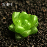 花卉办公室室内迷你