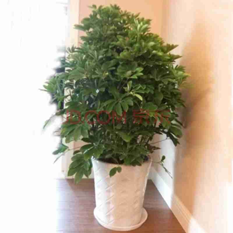 元宝树盆栽花卉绿植好养的