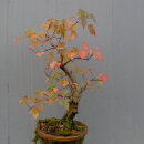 桩室内花卉盆栽植物