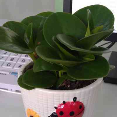 四川省大兴花卉有限公司