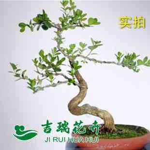 黄杨木特价出售花卉盆景室内盆栽等植物盆景树桩黄杨