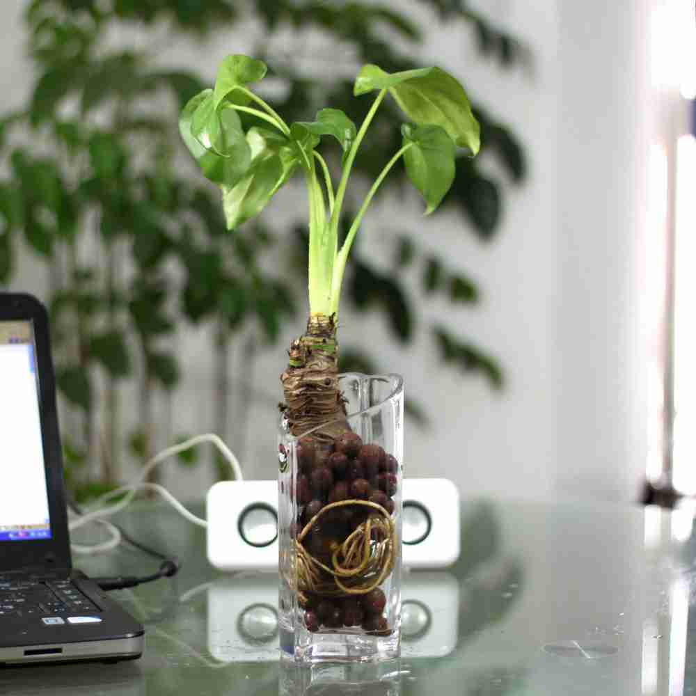 室内迷你绿色植物创意花卉