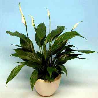 北京专业花卉租赁服务公司