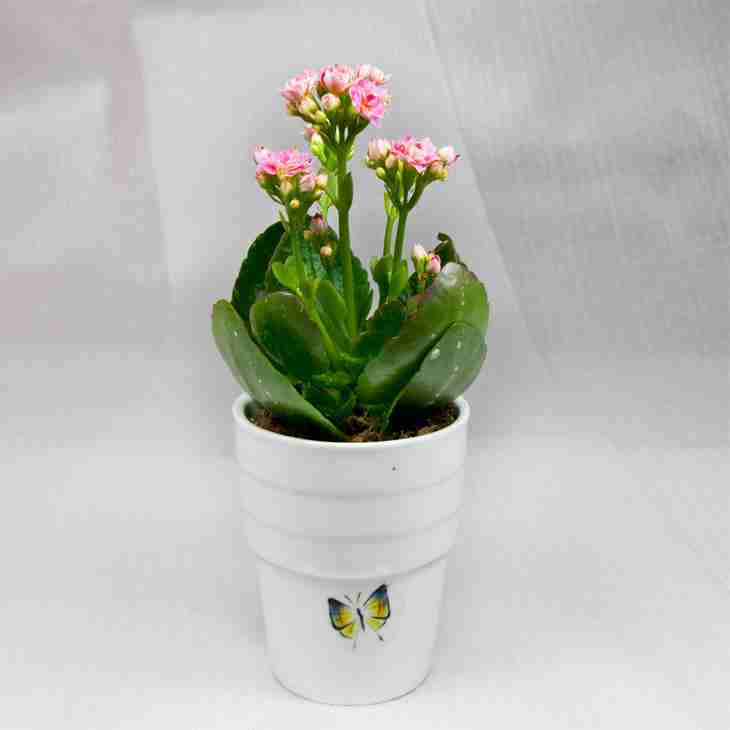 负离子植物花卉迷你办公室盆栽