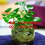 过敏性一些花卉