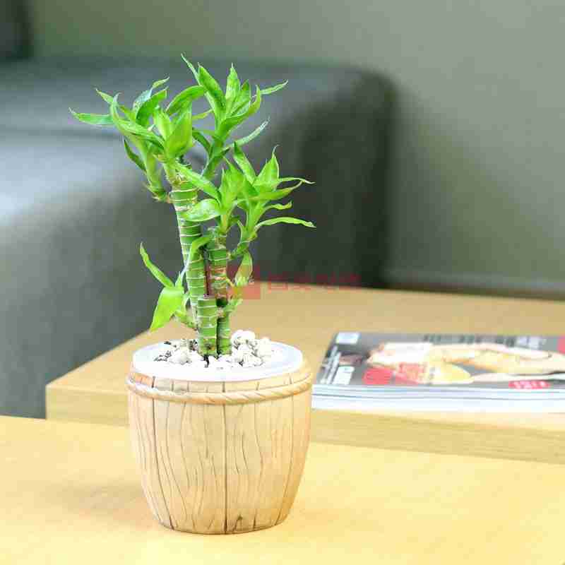 创意绿植花卉荷花竹木桶