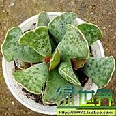 天章锦御所锦仙人多肉迷你花卉绿色植物创意盆栽防