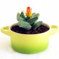 最全的草本花卉花卉图片及名称大全