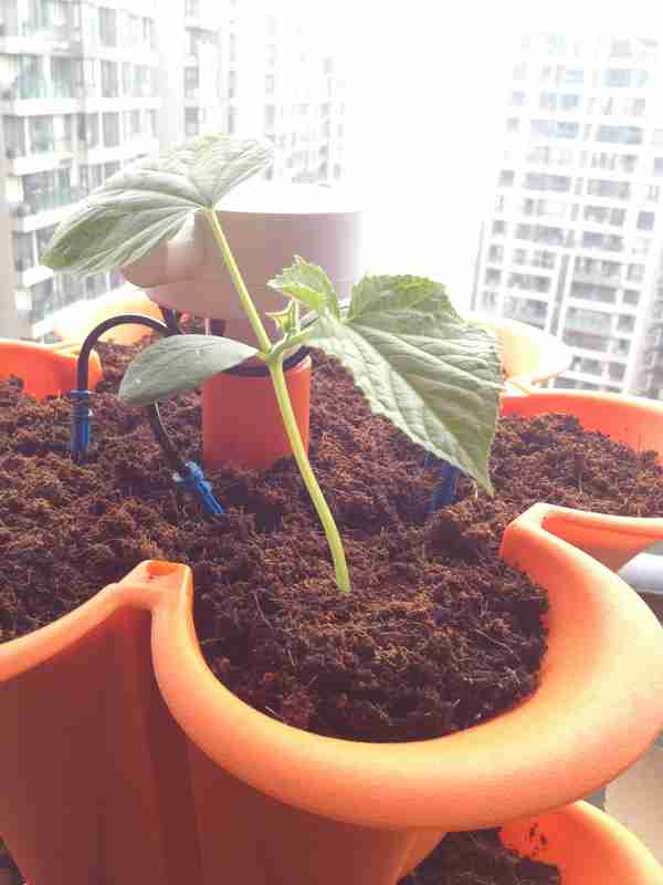 我播种了一些蔬菜和花卉