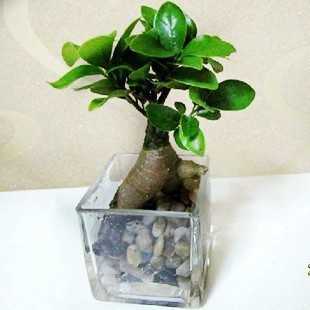 植物万重山盆栽花卉