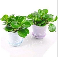 水培豆瓣绿花卉碧玉办公桌小盆栽植物