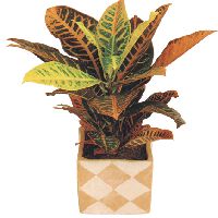 这是什么植物