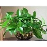 水养小绿萝杭州绿之源花卉