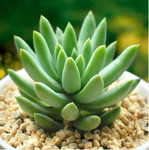 绿植小盆栽室内花卉防辐