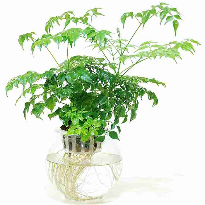 室内绿植水培花卉四季常青