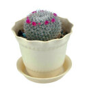 绿植花卉小型盆栽仙人球