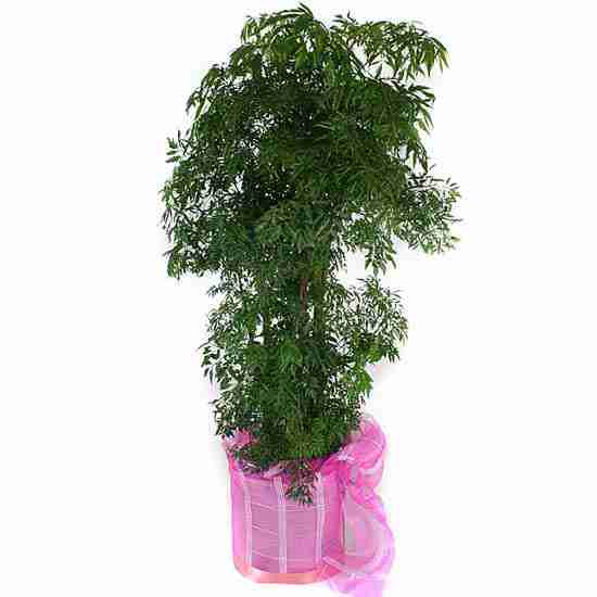高档盆栽室内花卉绿植盆景