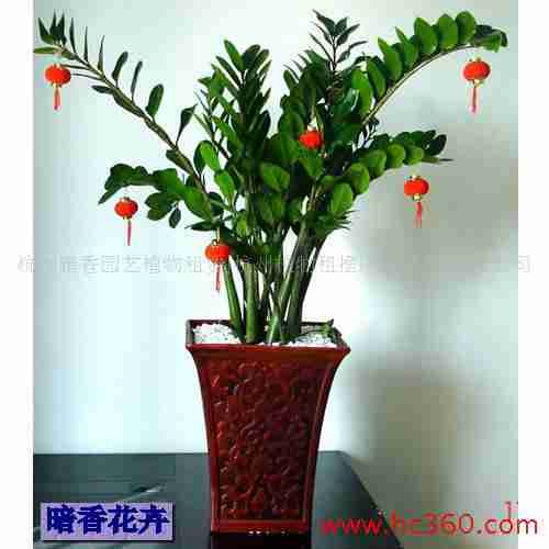 以做最优秀的花卉