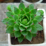植物仙人花卉绿植
